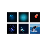 Kidywolf – Projektor KIDYSTAR, ocean